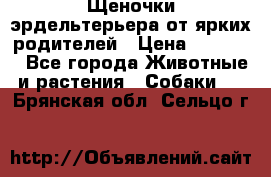 Щеночки эрдельтерьера от ярких родителей › Цена ­ 25 000 - Все города Животные и растения » Собаки   . Брянская обл.,Сельцо г.